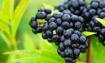The Evergreen Benefits of Elderberry For Superior Health