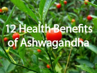 12 Proven Health Benefits of Ashwagandha