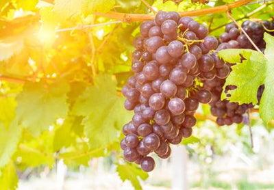 How to Choose the Right Resveratrol Supplement
