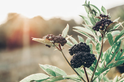 Why is Everybody So Obsessed With Elderberry Right Now?