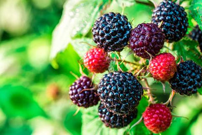 Where to Get Your Daily Dose of Resveratrol